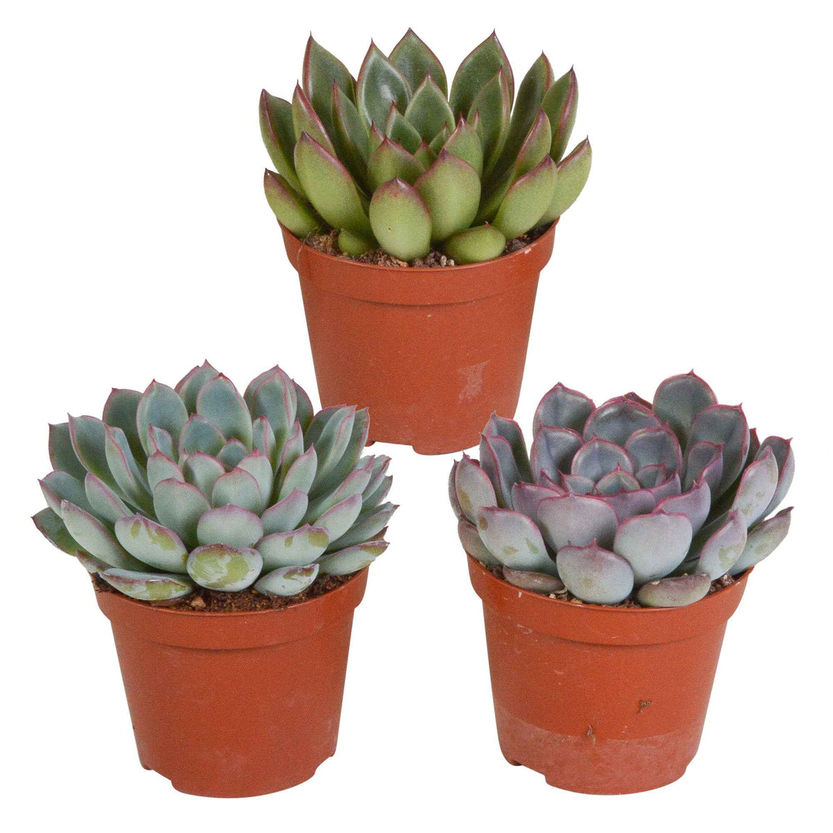 Mélange de 3 écheverias -  echeveria 'apus' ,'mira' & 'hercules' - Plantes