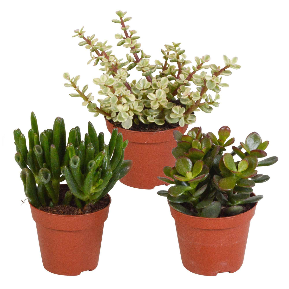 3 Mélanges de crassulas - Crassula 'Gollum', 'Afra', 'Minor' - Plantes