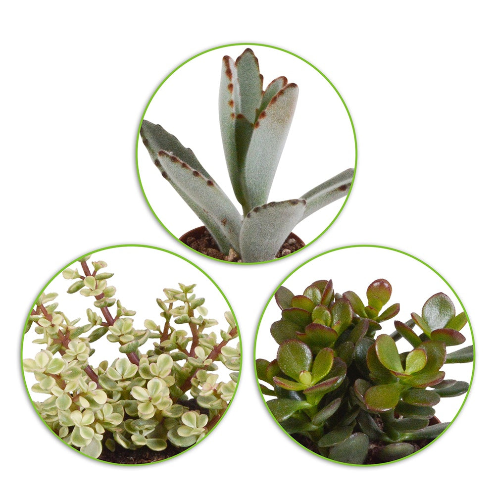 Collection de 5 succulentes - Crassula , 2 Echeveria , Portulacaria Afra, Kalanchoe Tomentosa
