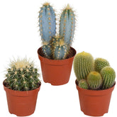Mélange de 3 cactus -  eriocactus, pilosocereus, echinocactus - Plantes