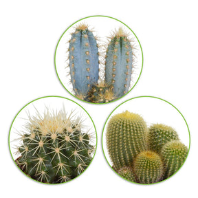 Mélange de 3 cactus -  eriocactus, pilosocereus, echinocactus - Plantes d'intérieur