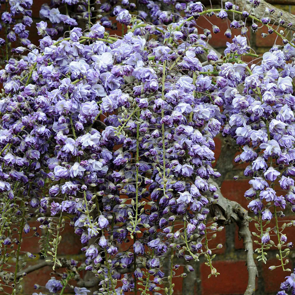 Glycine du Japon Black Dragon - Wisteria floribunda 'black dragon' - Plantes