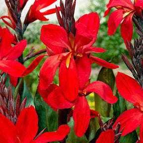 2 Canna Red Futurity - Canna 'red futurity' - Willemse