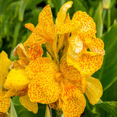 2 Canna Tropical Yellow - Willemse