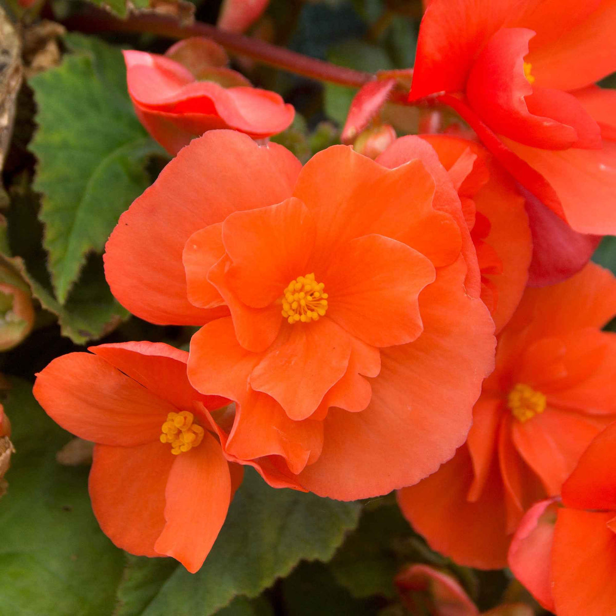 4 Bégonias retombants orange - Begonia pendula - Plantes