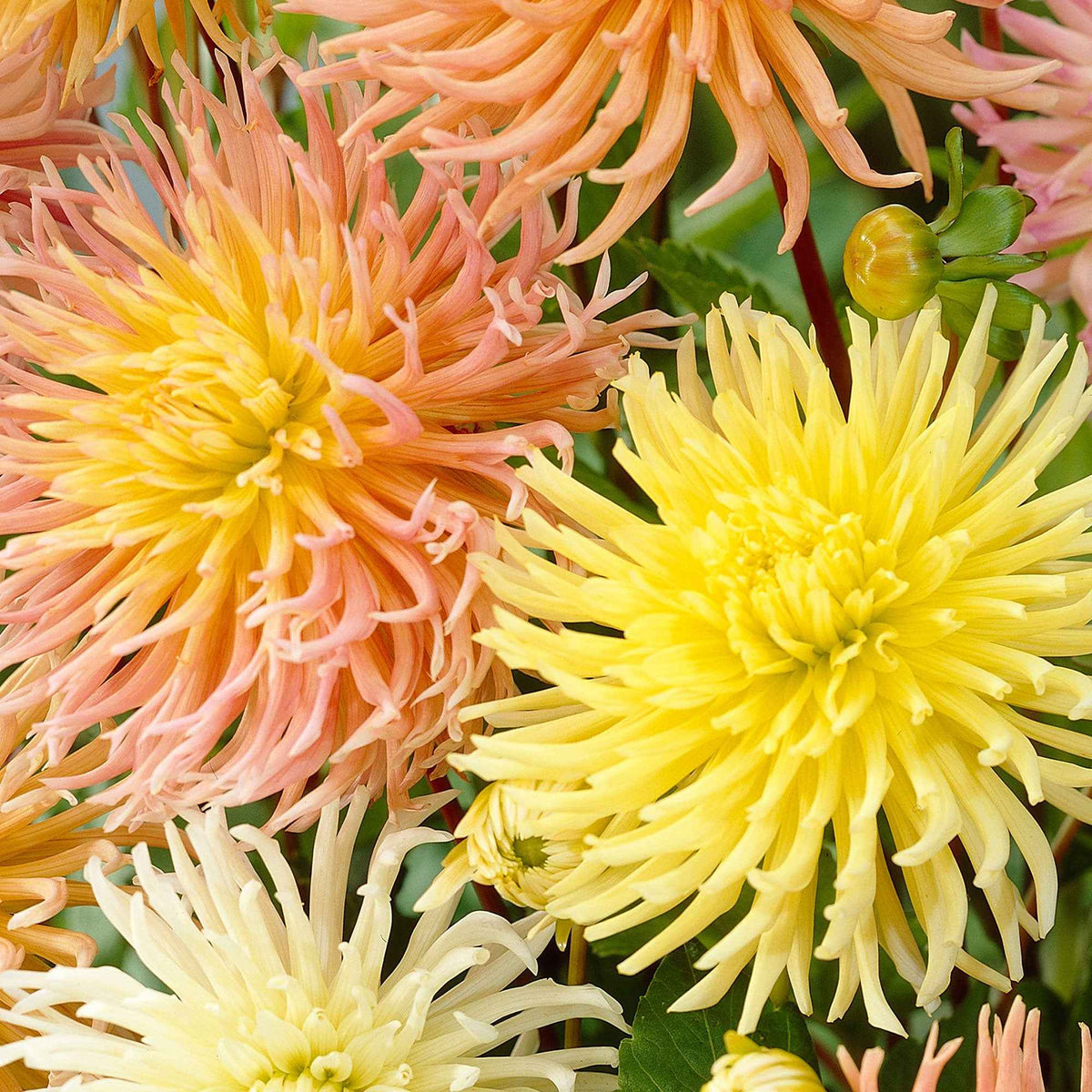 5 Dahlias Star en mélange - Dahlia 'star' - Plantes