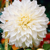 3 Dahlias géant Fleurel - Willemse
