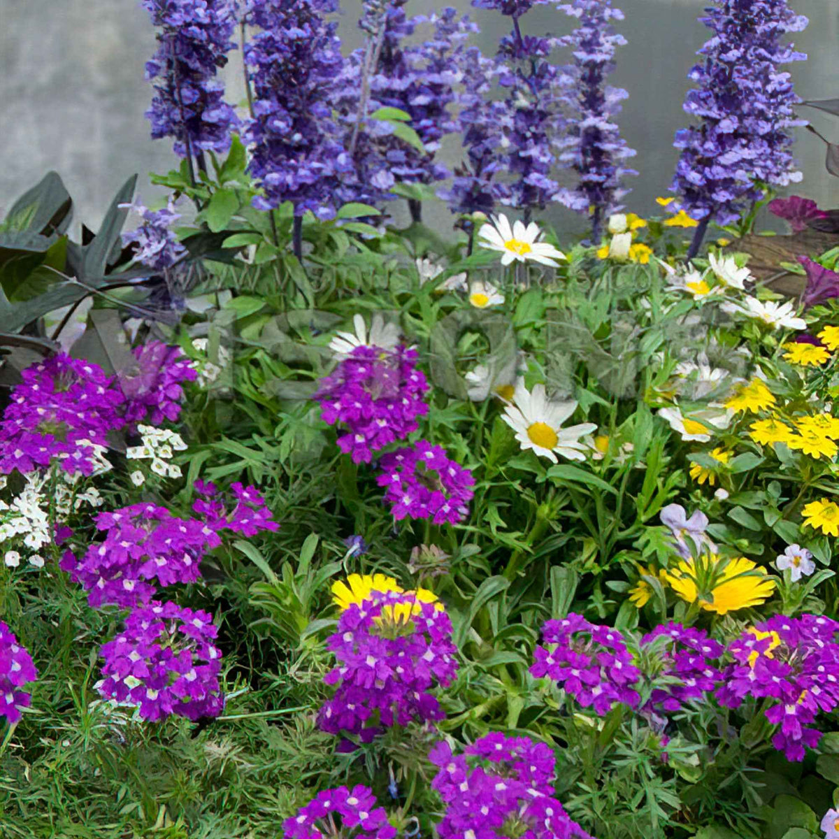 3 plantes de jardin 'Bee Friendly' en mélange - Willemse