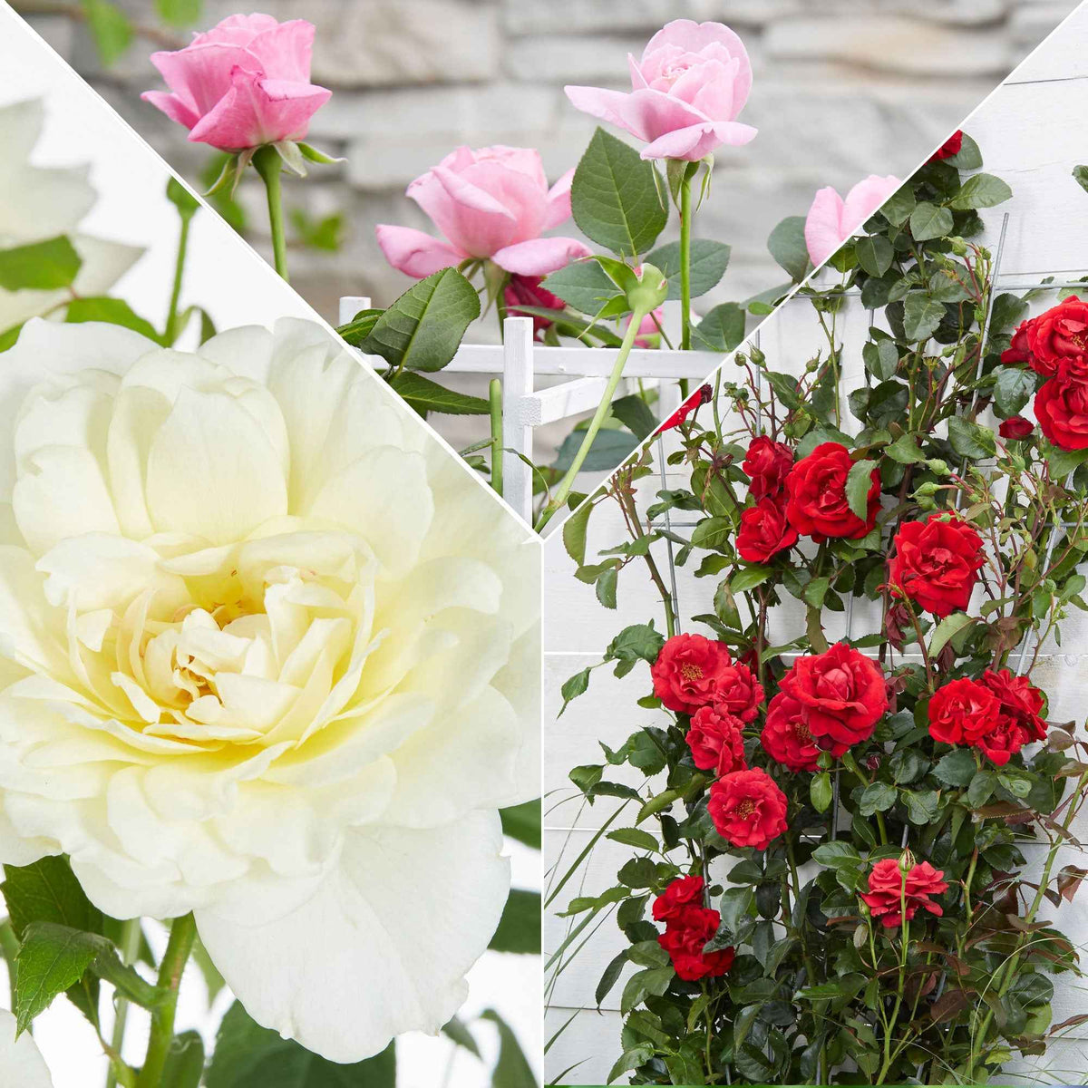 3 Rosiers grimpants parfumées en mélange - Rosa hybride - Plantes