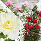 3 Rosiers grimpants parfumées en mélange - Rosa hybride - Plantes