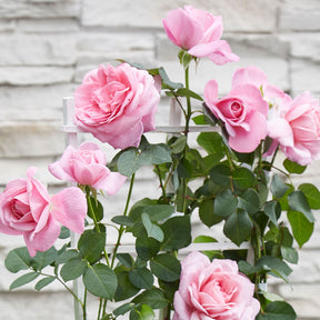 Rosa hybride - 3 Rosiers grimpants parfumées en mélange - Rosiers grimpants