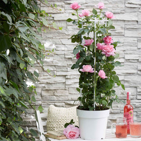 3 Rosiers grimpants parfumées en mélange - Rosa hybride - Willemse