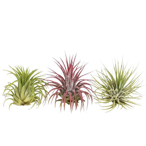 3 Tillandsias en mélange - Tillandsia - Plantes fleuries