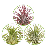 3 Tillandsias en mélange - Tillandsia