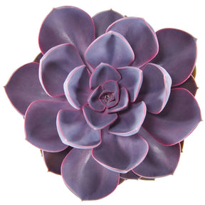Echeveria 'Purple Pearl' - Willemse