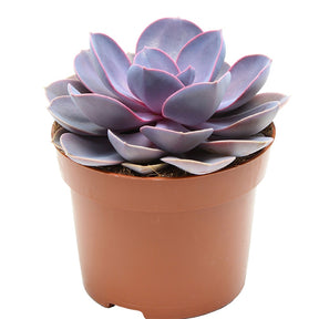 Echeveria 'Purple Pearl' - Echeveria gibbi.'purple pearl' - Willemse