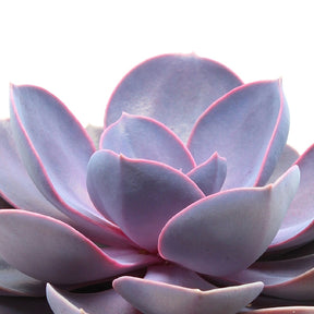 Echeveria gibbi.'purple pearl' - Echeveria 'Purple Pearl' - Echeveria