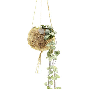 Ceropegia chaîne des cœurs et son pot en fibre de noix de coco - Willemse