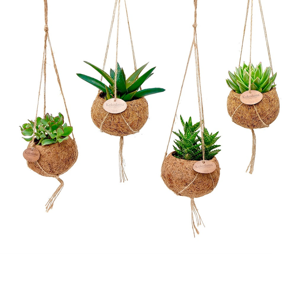 4 succulentes en mélange + pot en fibre de noix de coco - Kokodama Succulentmix - Cactus et plantes grasses