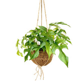 Monstera minima et son pot en fibre de noix de coco - Willemse