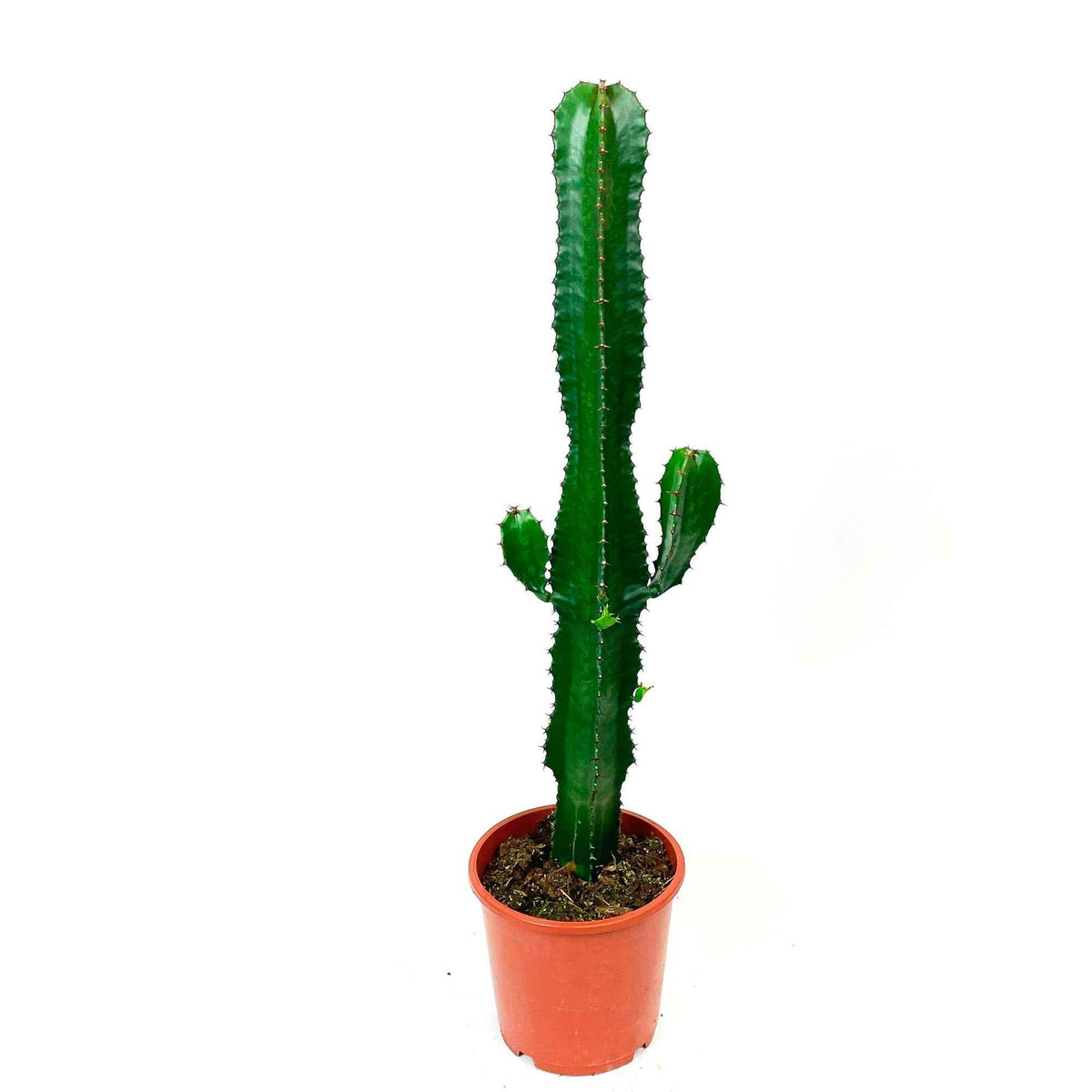 Euphorbe cactiforme - Euphorbia acruensis - Willemse
