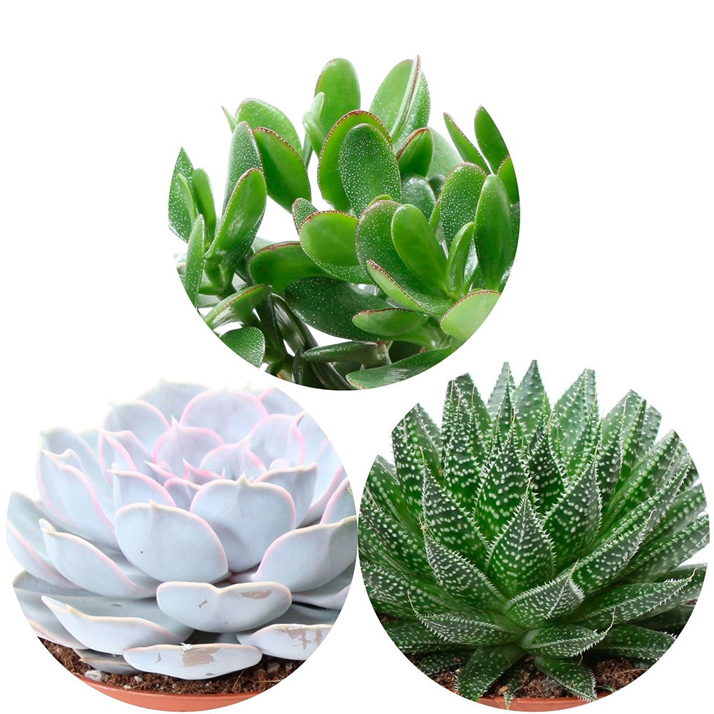 Collection de 3 succulentes - Aloé, Echeveria, Crassula - Aloe , Echeveria , Crassula