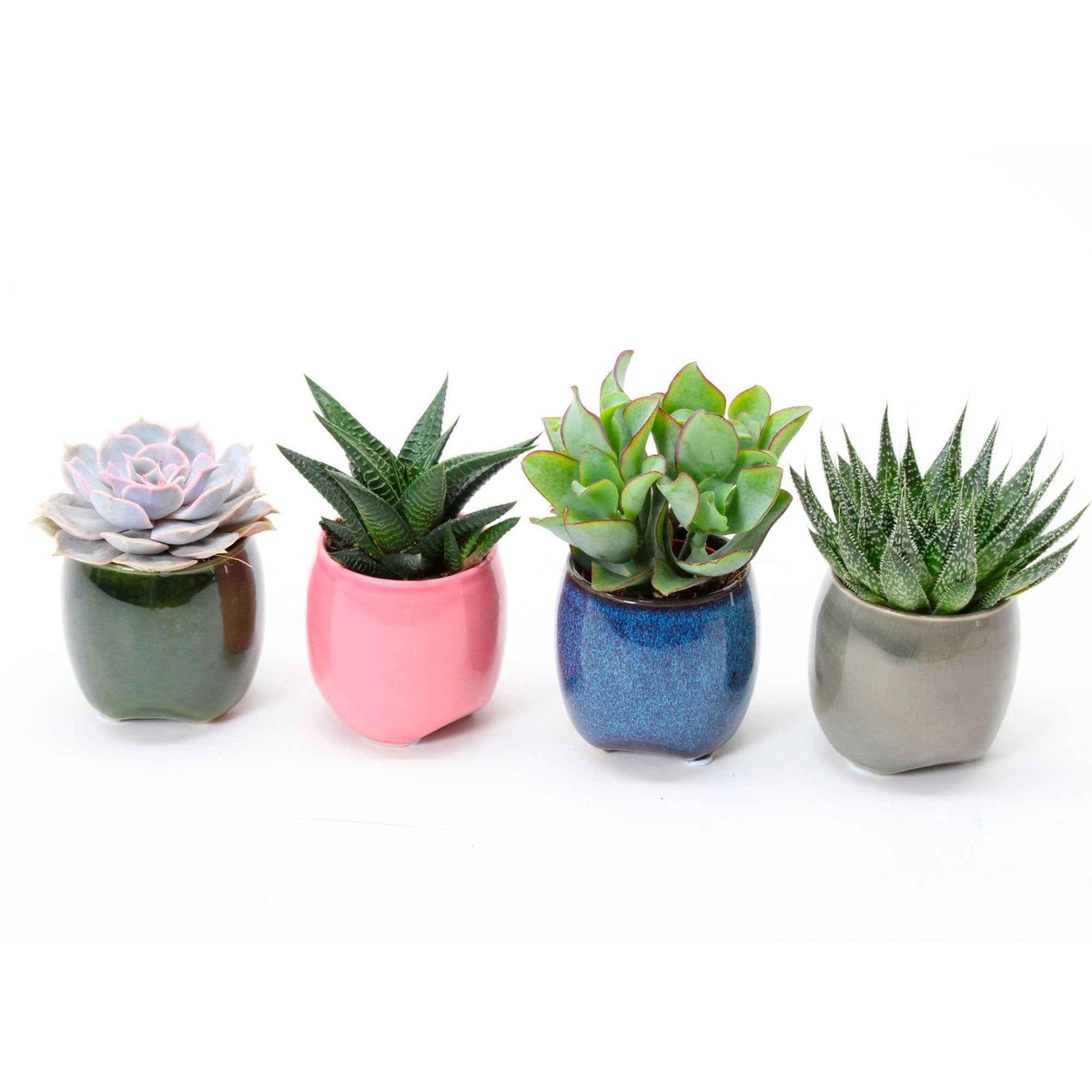 Collection de 4 succulentes - Echeveria , Crassula , Haworthia , Aloe Aristata - Plantes