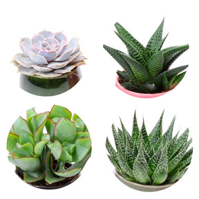 Collection de 4 succulentes - Echeveria , Crassula , Haworthia , Aloe Aristata - Plantes d'intérieur