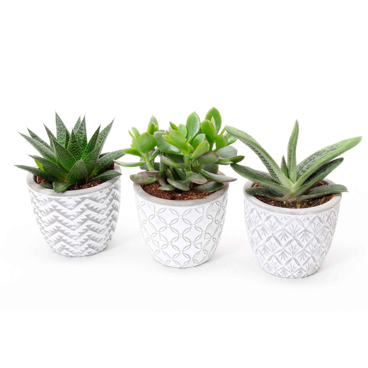 Collection de 3 succulentes - Willemse