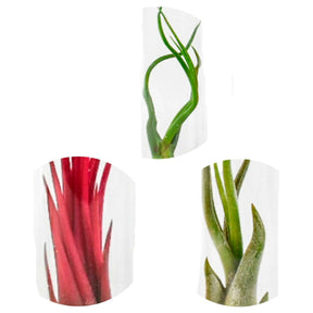 Collection de Tillandsias avec tubes en verre - Tillandsia ionantha, tillandsia caput-medusae, tillandsia bulbosa - Willemse