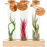 Collection de Tillandsias avec tubes en verre - Willemse