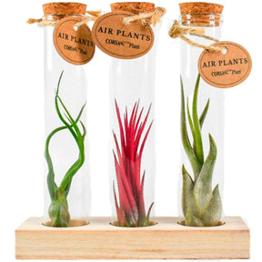 Collection de Tillandsias avec tubes en verre - Willemse