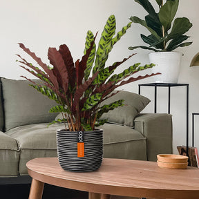 Calathéa Insigne - Calathea insignis - Willemse