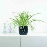 Chlorophytum comosum Vittatum - Willemse