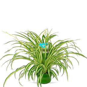 Chlorophytum comosum Vittatum - Chlorophytum comosum vittatum - Willemse