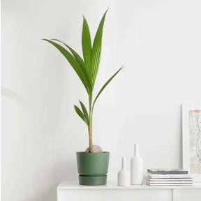 Cocotier d'intérieur - Willemse