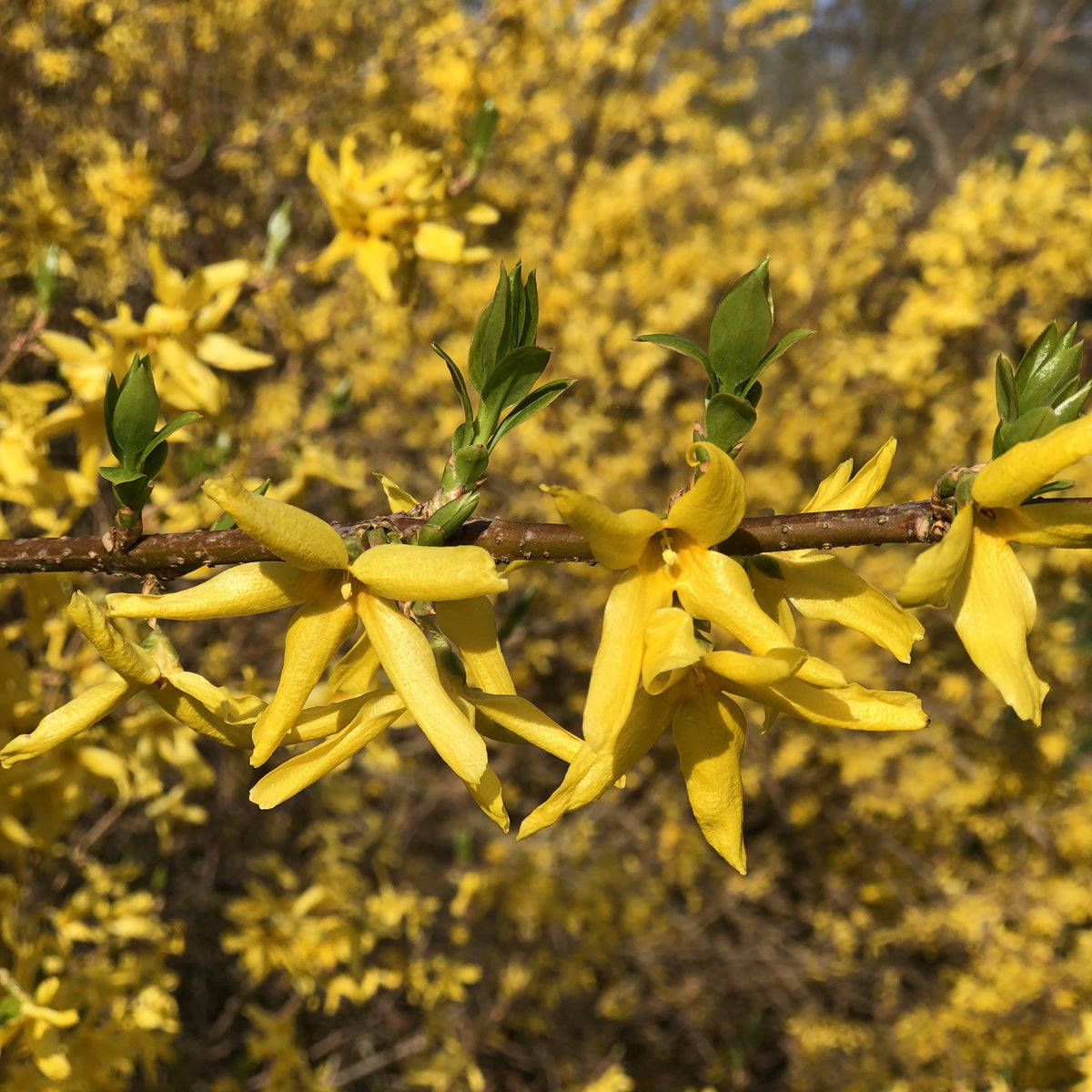 Forsythia Spectabilis - Forsythia x intermedia spectabilis - Plantes