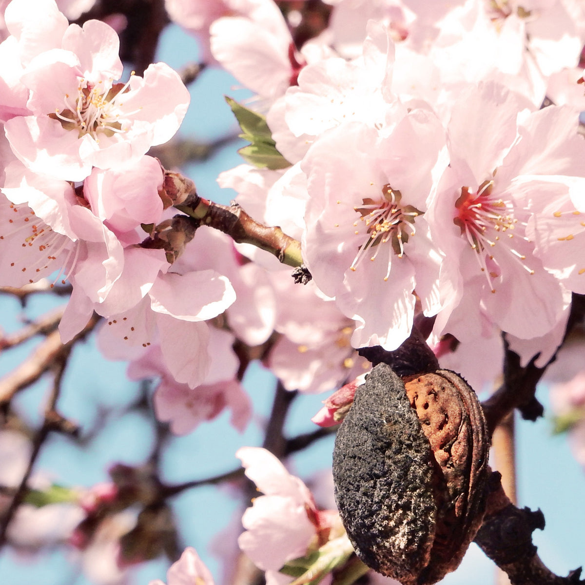 Amandier - Prunus dulcis Texas - Plantes