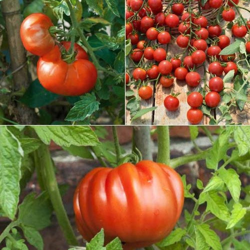 Collection de 9 plants de tomates classiques - Solanum lycopersicum cœur de bœuf, marmande, supersweet 100 - Potager