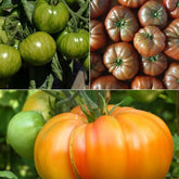 Collection de 9 Plants de tomates originales - Solanum lypopersicum pineapple, noire de crimee, green zebra - Potager