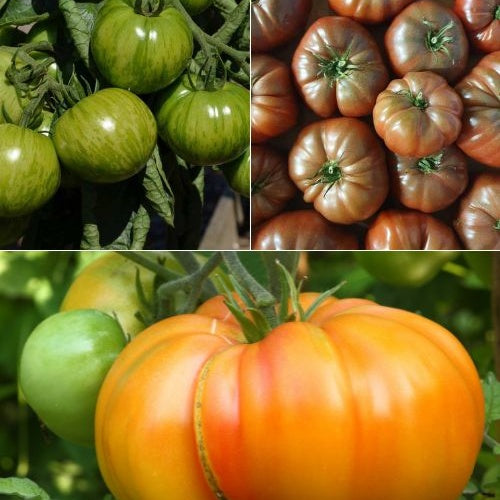 Collection de 9 Plants de tomates originales - Solanum lypopersicum pineapple, noire de crimee, green zebra - Potager