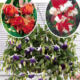 6 Fuchsias retombants en mélange - Fuchsia Bicentennial, Blue Angel, Swingtime - Plantes