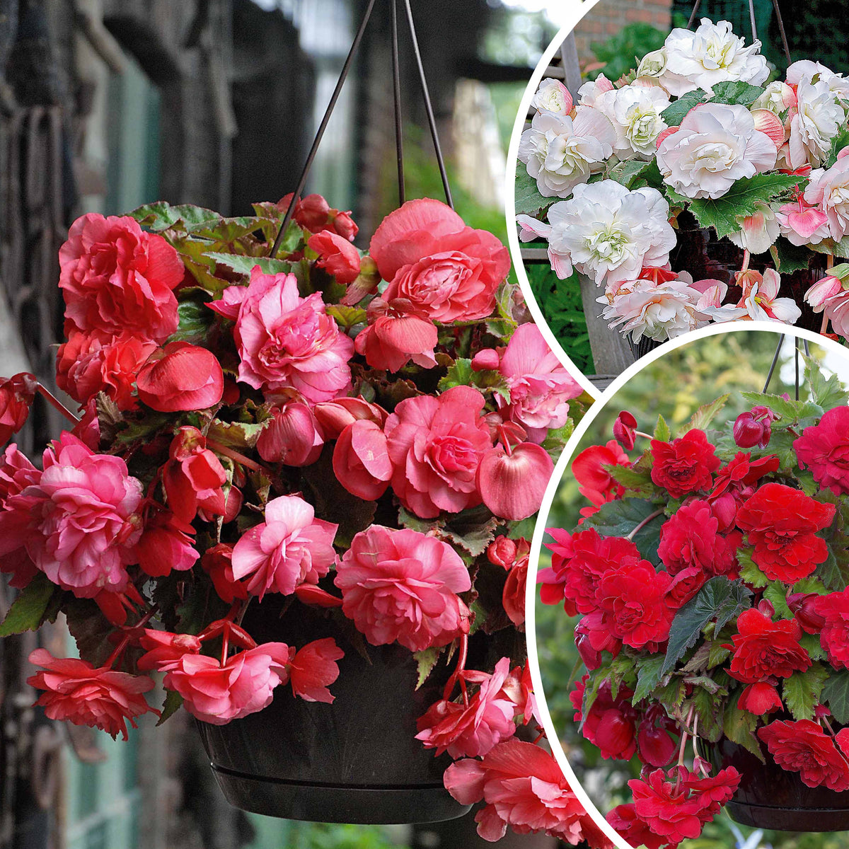 9 Bégonias parfumées en mélange - Willemse