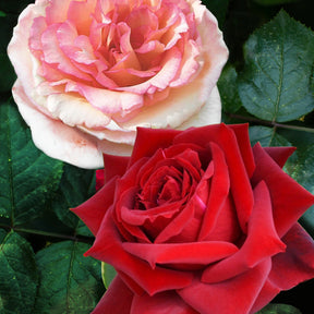 2 Rosiers buissons résistants aux maladies - Rosa Grande Amore, Souvenir de Baden Baden - Willemse