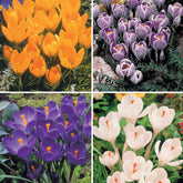 60 Crocus blanc violet, jaune, blanc, violet en mélange - Willemse