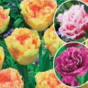 8 Bulbes De Tulipe Frangée 'Fabio' - Circonférence 12/+ Cm, Floraison Rouge Vif à Franges Dorées, Pour Jardin Printanier - 7