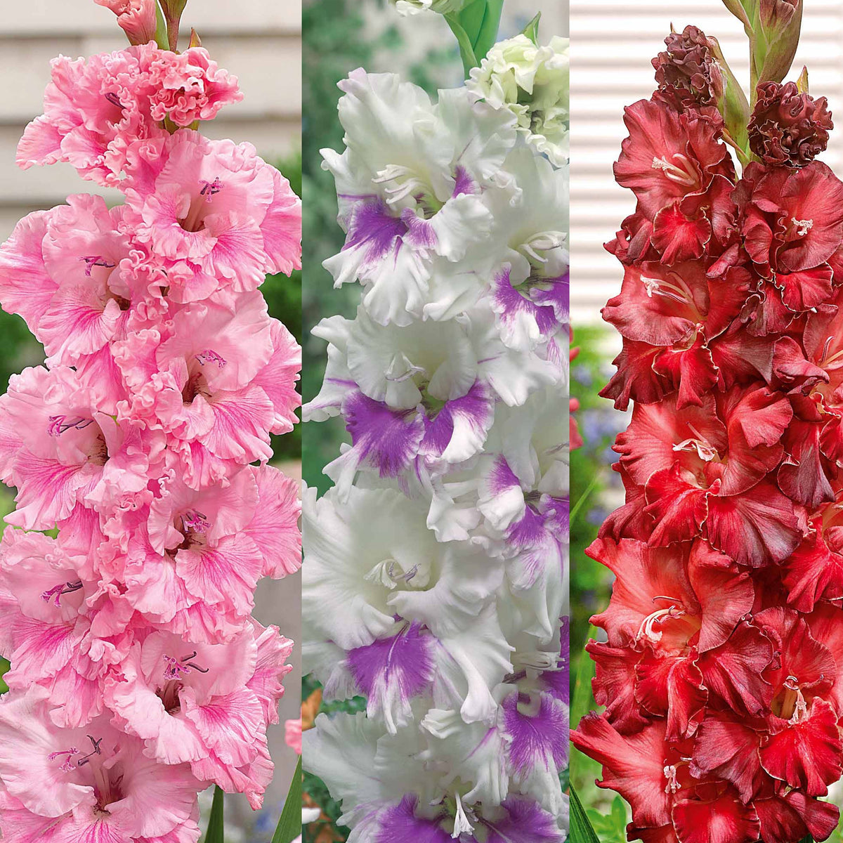 Collection de 30 Glaïeuls perroquets - Gladiolus 'kirov','saratov','katherina' - Plantes