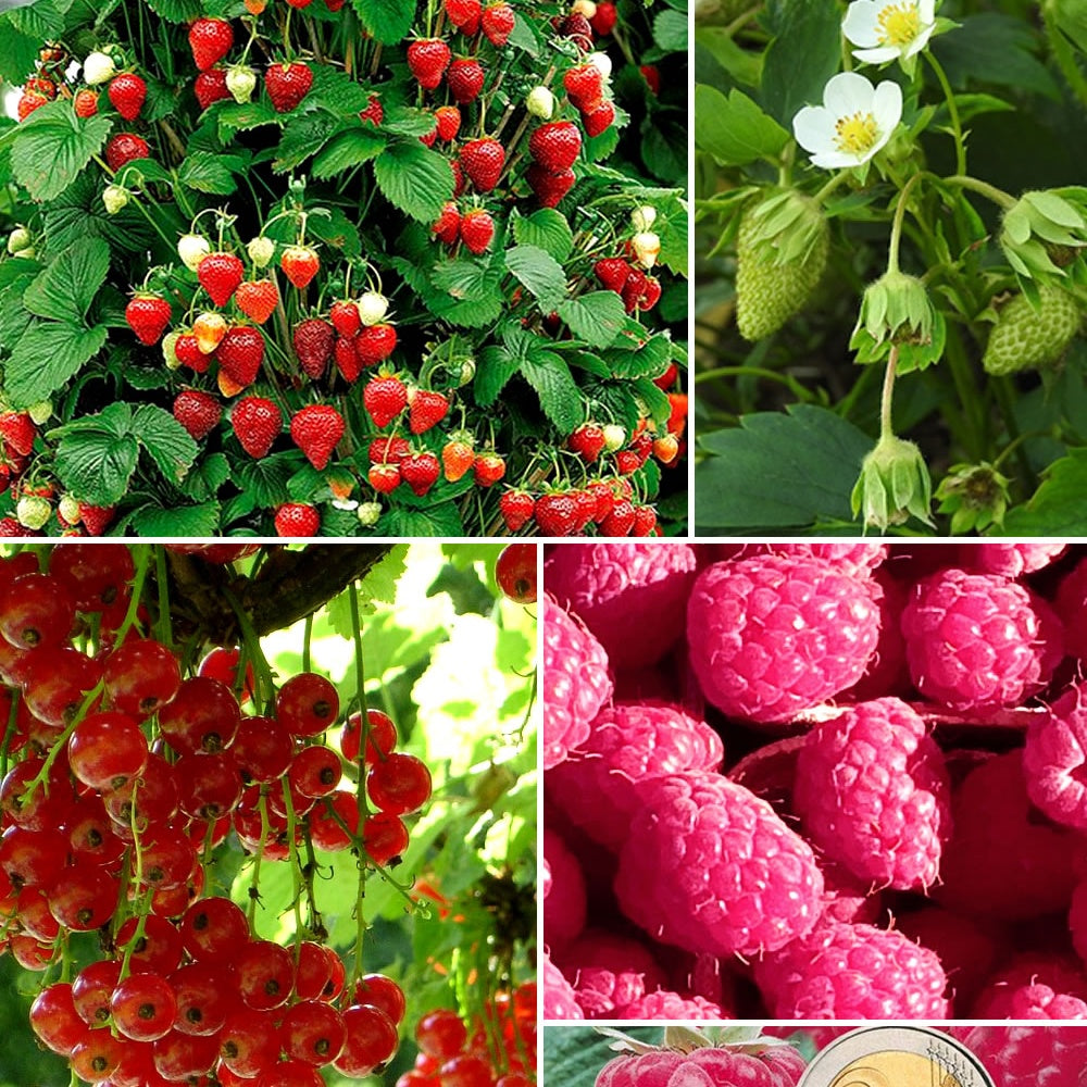 Collection de 9 Fruitiers à fruits rouges - Rubus idaeus 'sumo 2', ribes rubrum 'rovada', frag - Plantes