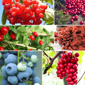 Vente Collection de 4 arbustes à fruits vitaminés
