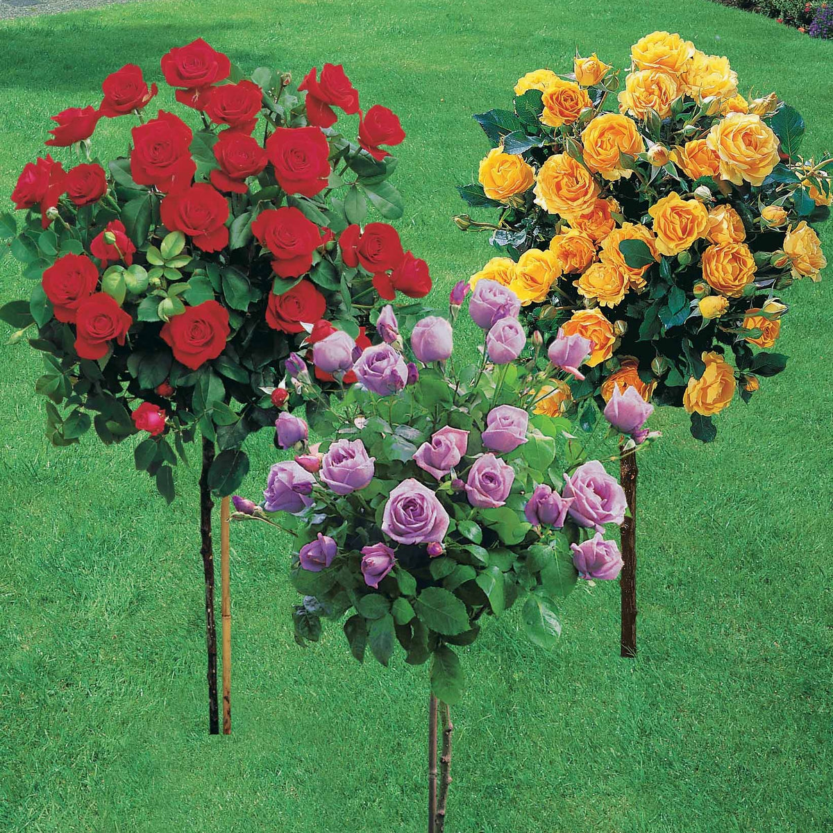 Collection de 3 Rosiers sur tige (Sunsilk, Dame de Coeur, Walztime) - Rosa 'sunsilk', 'dame de coeur', 'walztime' - Willemse